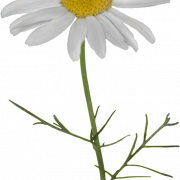 Camomile PNG -uitsparing