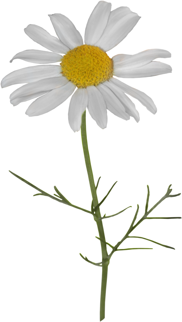 Camomile PNG Cutout