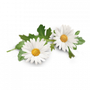 Camomile PNG Free Image
