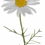 Camomile PNG HD -afbeelding