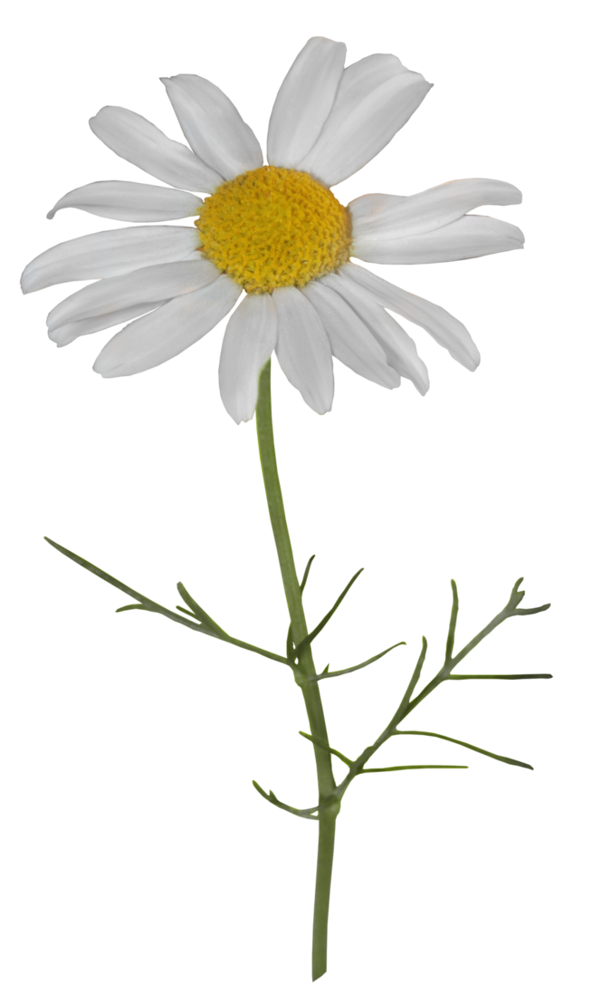 Camomile PNG HD Image