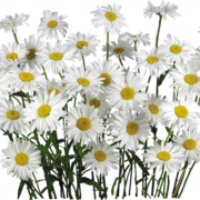 Camomile PNG -afbeelding