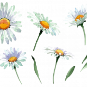 Camomile PNG Image File