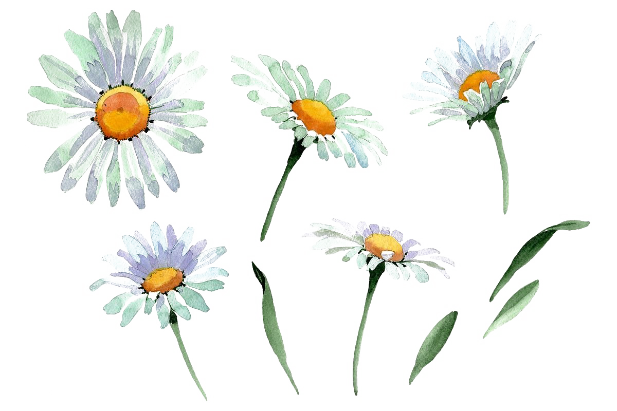 Camomile PNG Image File