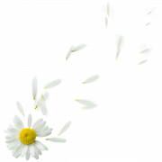 Camomile PNG -afbeelding HD