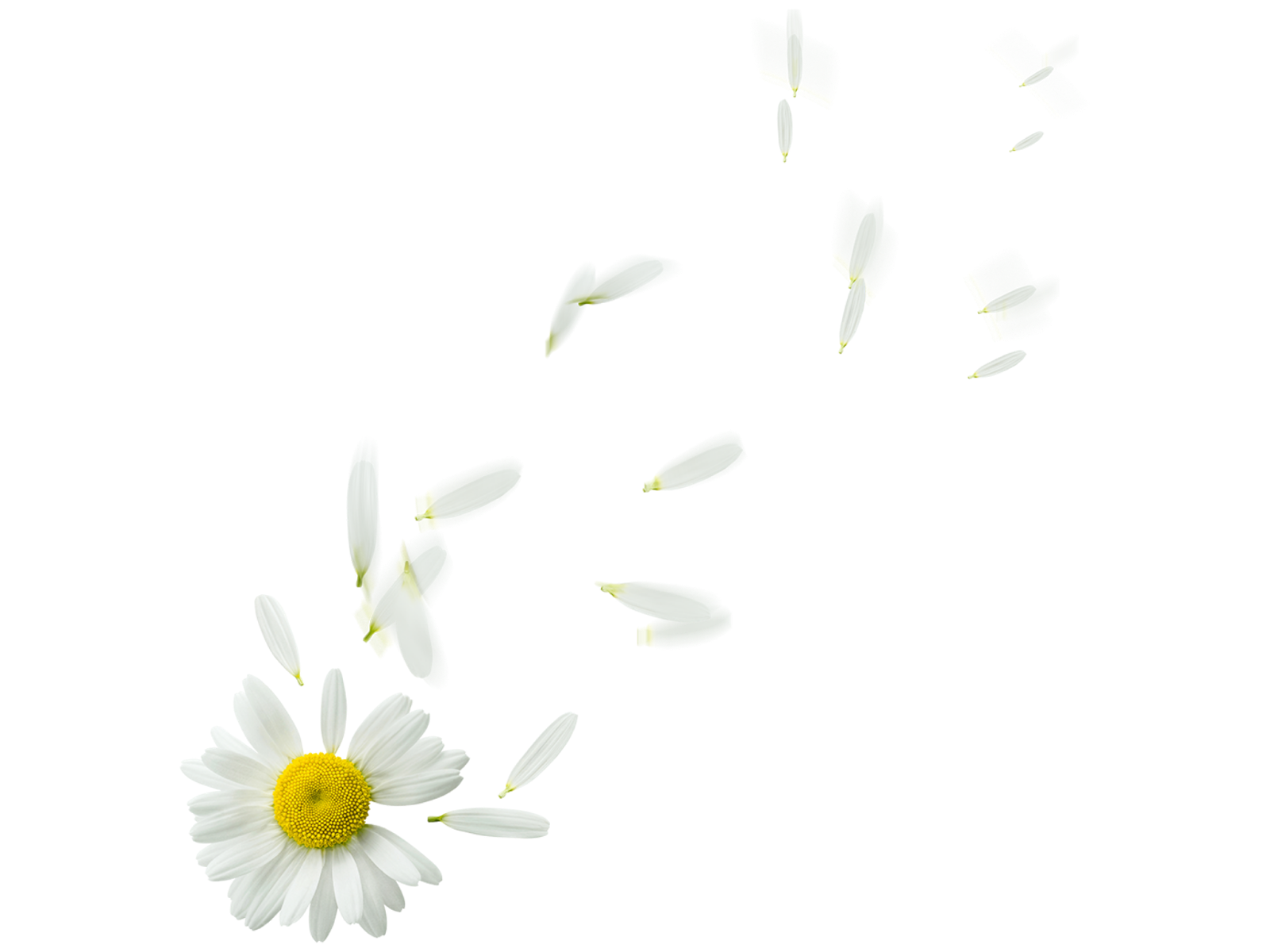 Camomile PNG Image HD