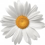 Camomile PNG Images HD