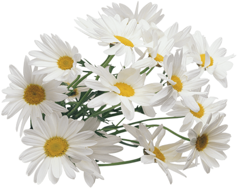 Camomile PNG Images