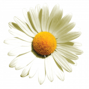 Camomile png foto