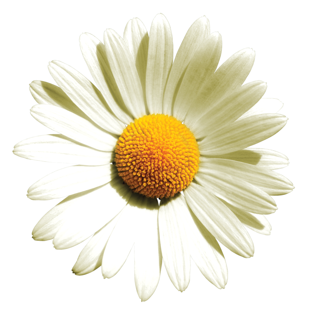 Camomile PNG Photo