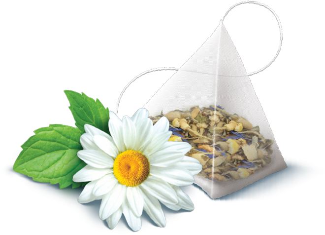 Camomile PNG Photos