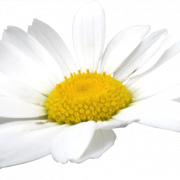 Camomile png pic