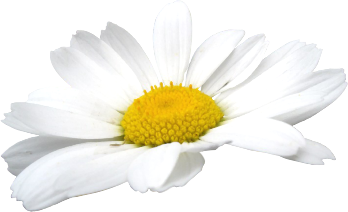 Camomile PNG Pic