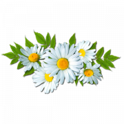 Camomile PNG Picture