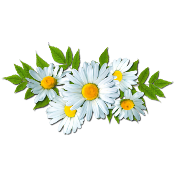 Camomile PNG Picture