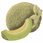 Cantaloup melon