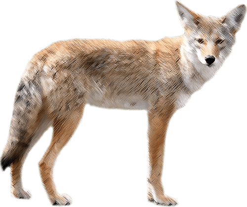 Coyote Background PNG