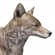 Coyote PNG
