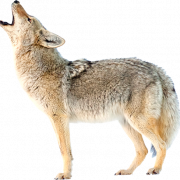 Coyote PNG Hintergrund