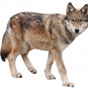 Coyote PNG Clipart