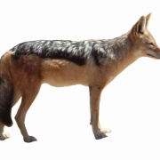 Coyote PNG Ausschnitt
