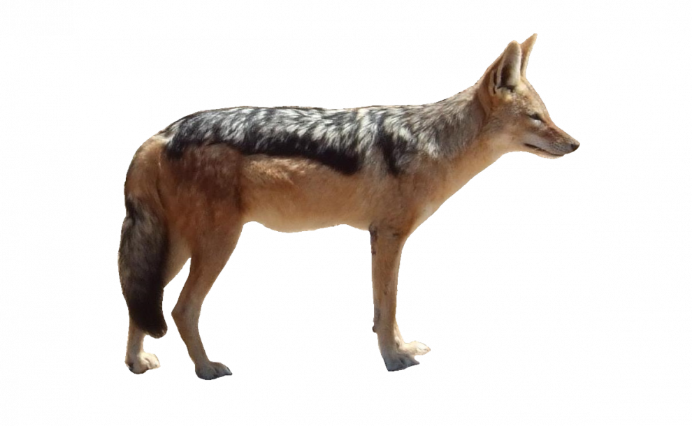 Coyote PNG Cutout