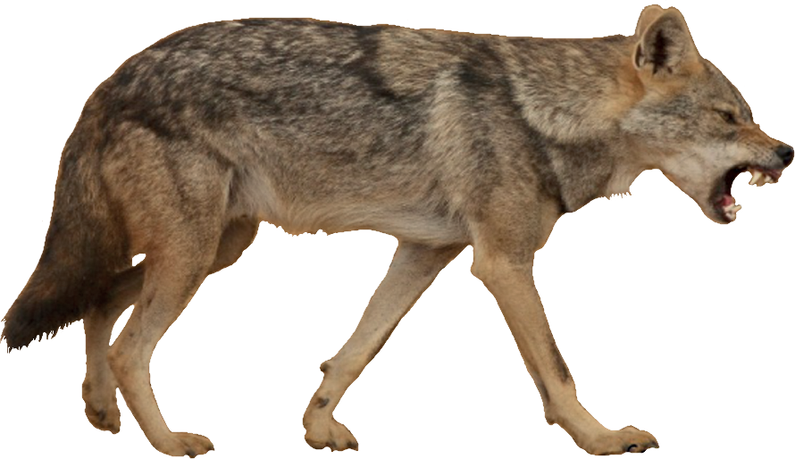 Coyote PNG File