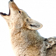 Coyote PNG kostenloses Bild