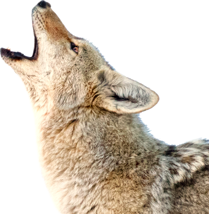 Coyote PNG Free Image