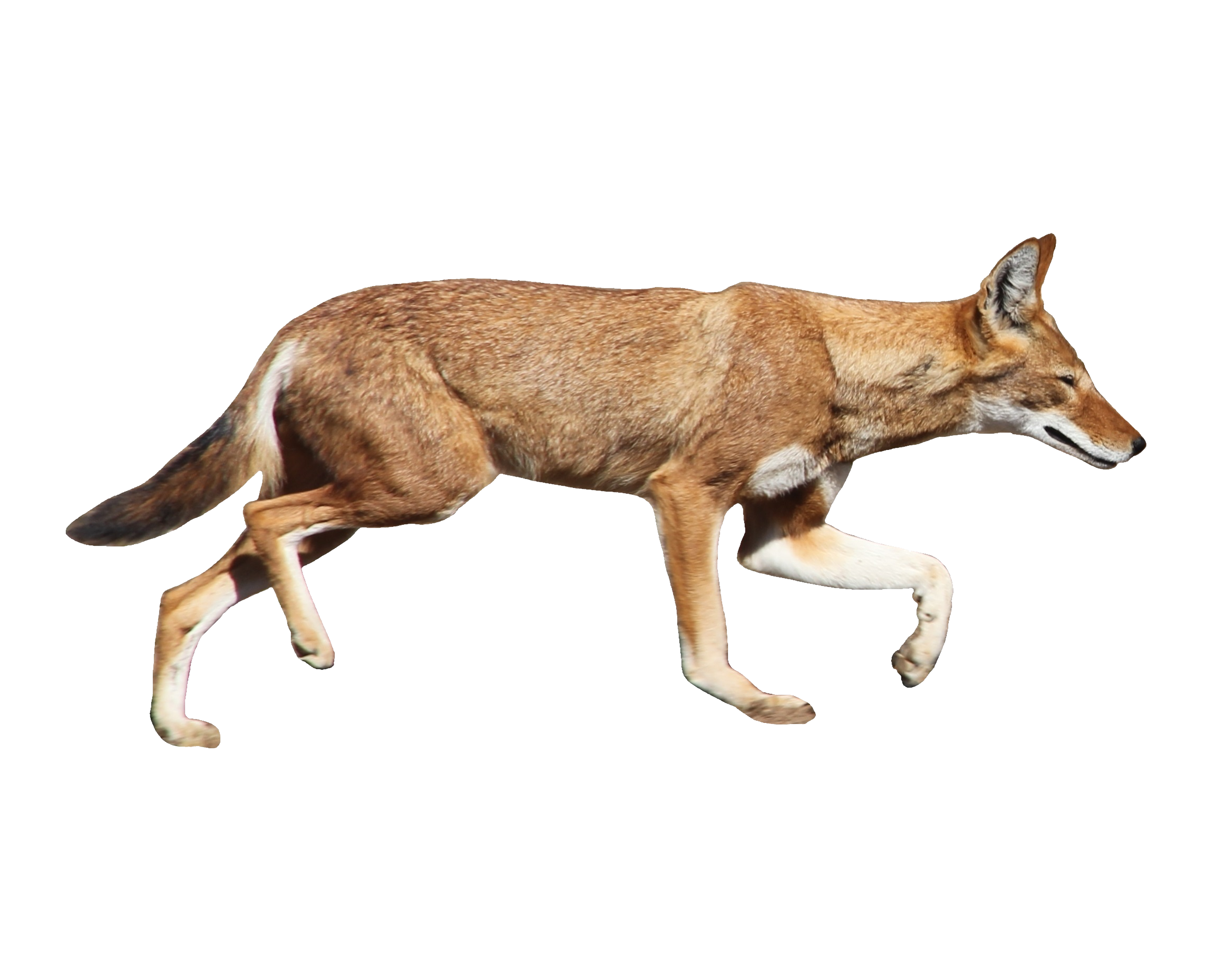 Coyote PNG HD Image
