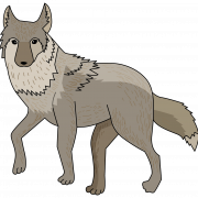 Coyote PNG -afbeelding