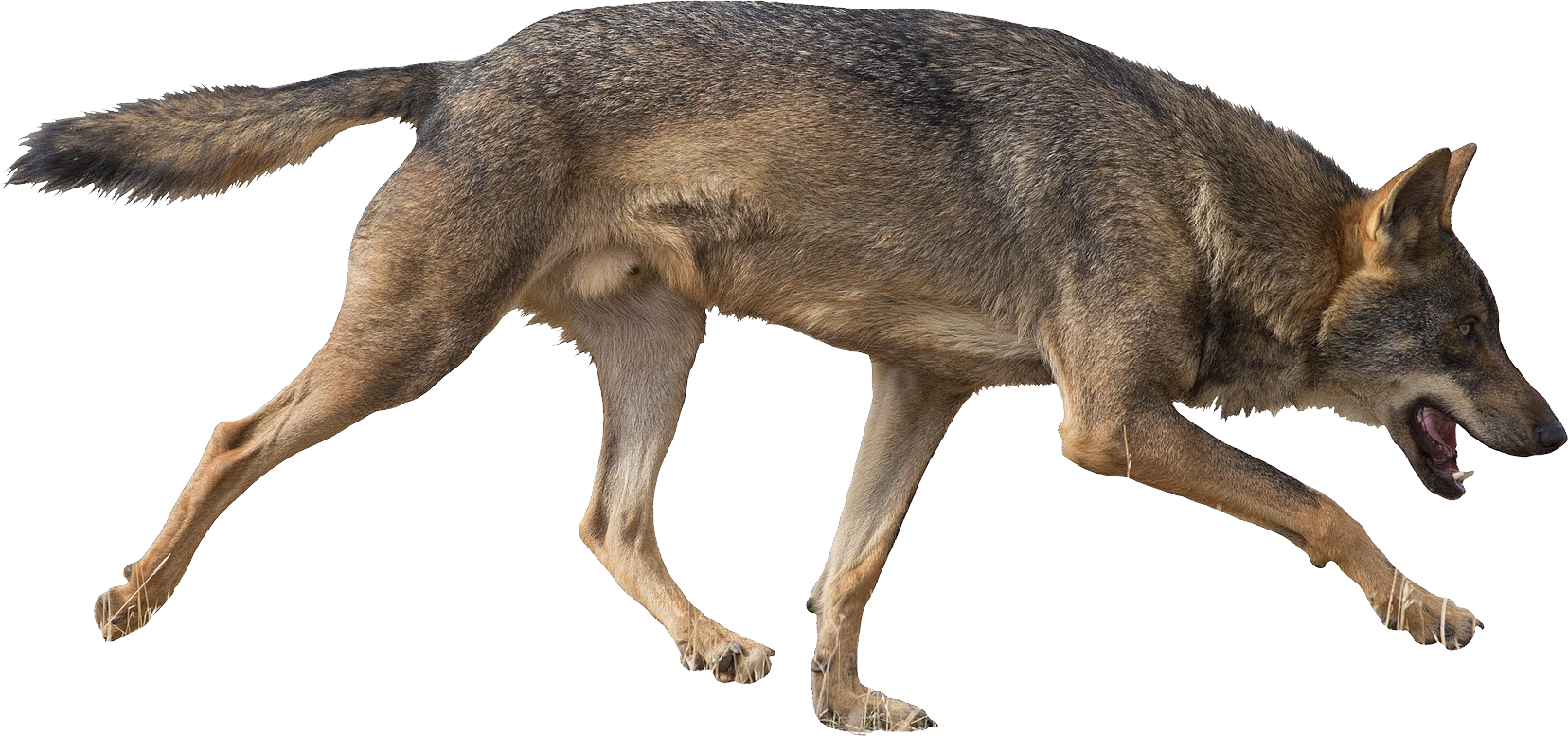 Coyote PNG Image HD