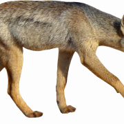 Coyote PNG Images