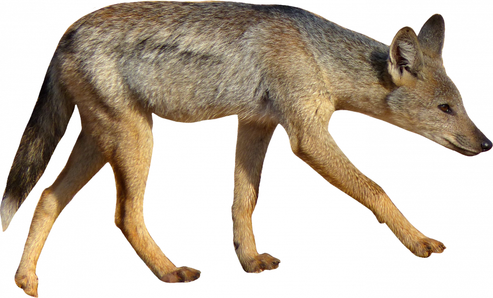 Coyote PNG Images