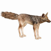 Coyote PNG Photo