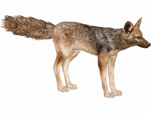 Coyote PNG Photo