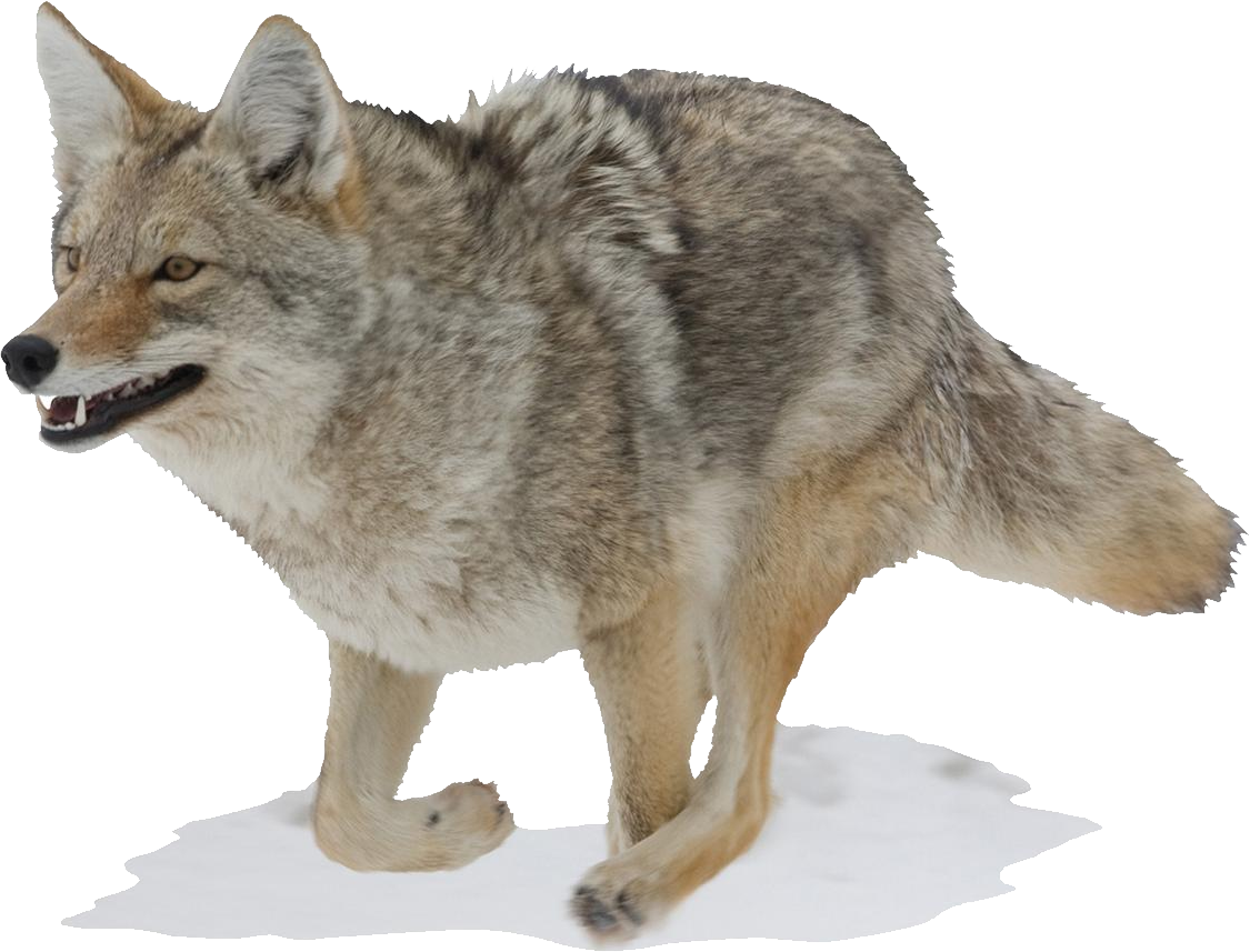 Coyote PNG Pic
