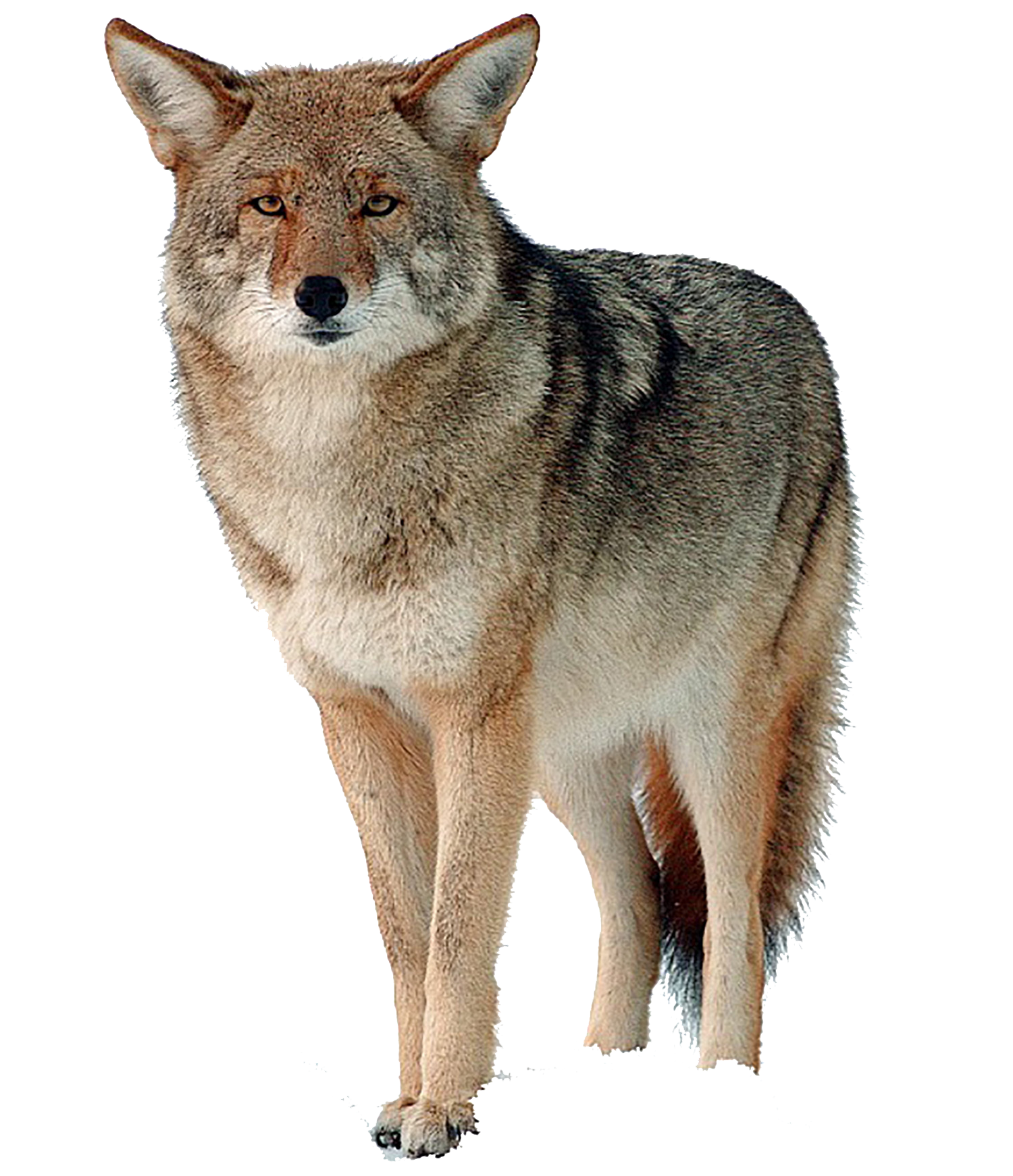 Coyote PNG Picture