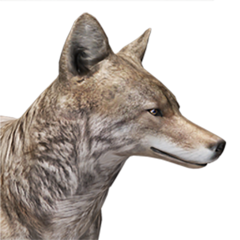 Coyote PNG