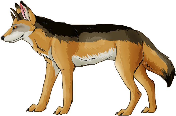 Coyote PNG1