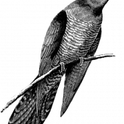 Cucumo uccello cuculus canorus png ritaglio