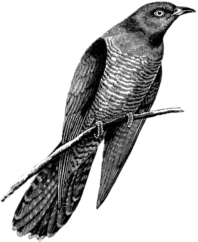Cuckoo Bird Cuculus Canorus PNG Cutout