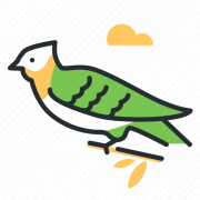 Cucko Bird Cuculus Canorus PNG File