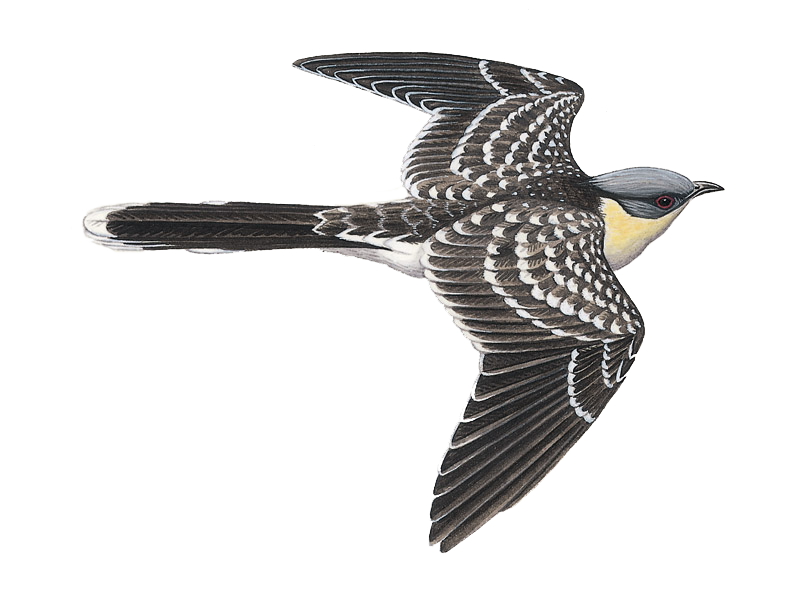 Cuckoo Bird Cuculus Canorus PNG HD Image
