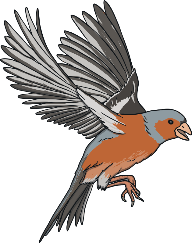 Koekoek vogel Cuculus canorus png afbeelding hd