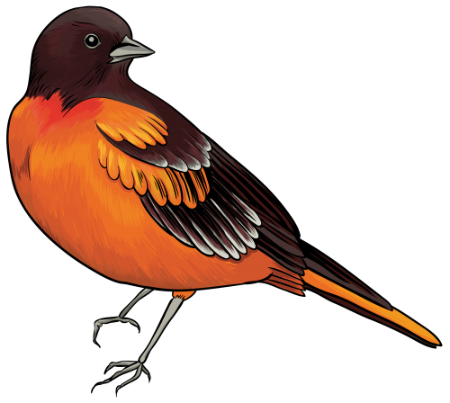 Cuckoo Bird Cuculus Canorus PNG Pic - PNG All