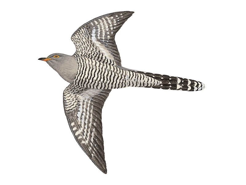 Cuckoo Bird Cuculus Canorus Transparent