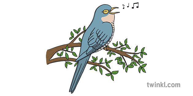 Cuckoo Bird PNG Clipart