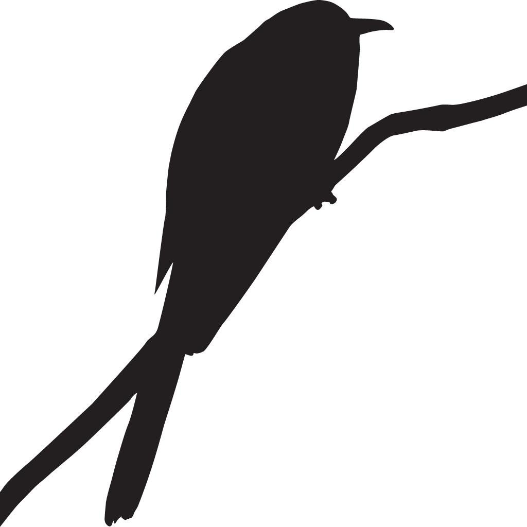 Cuckoo Bird PNG Image HD