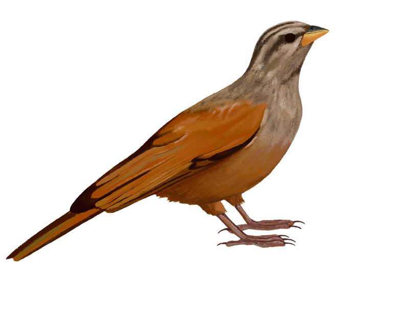 Immagini PNG di cuculo uccello